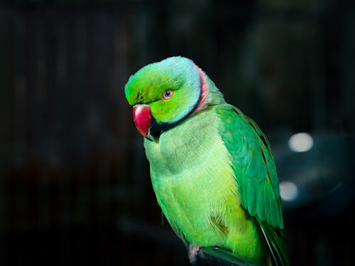 Бесплатное стоковое фото с боке, животное, зеленый попугай