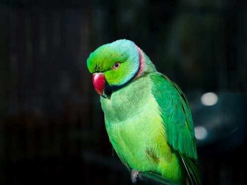 Free Elegant portrait of a bright green parrot with vivid plumage and striking features. Stock Photo