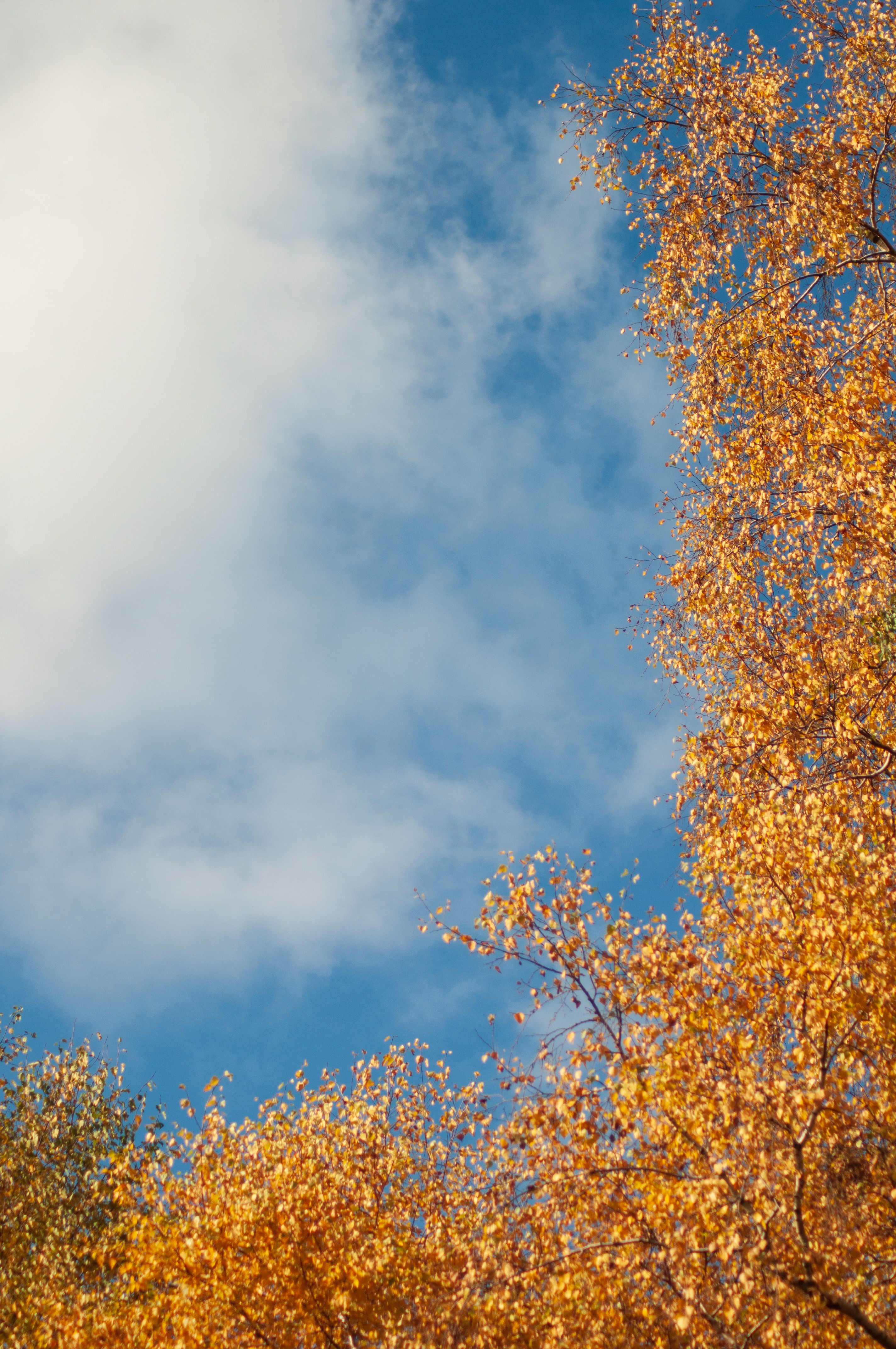 Photo of Blue Sky and Autumn Trees · Free Stock Photo