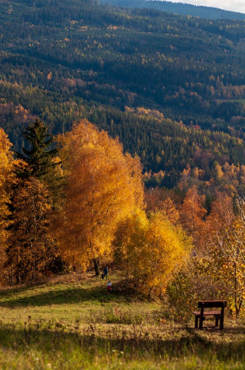 Darmowe zdjęcie z galerii z drzewa, góra, jesień