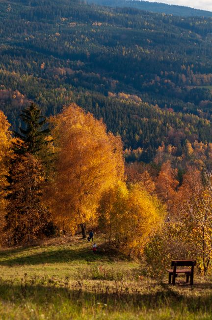 Beautiful autumn scenery with colorful trees and a wooden bench in a forested landscape.