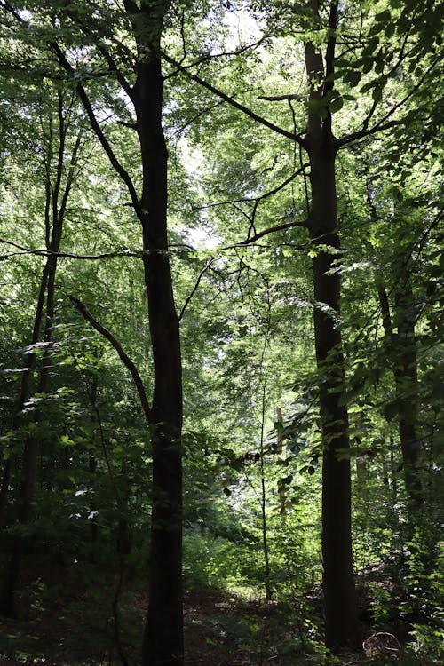 Základová fotografie zdarma na téma les, listoví, příroda