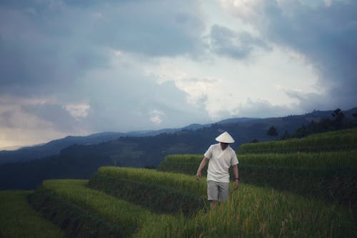 A Man in an Asian Hat Walking through the Fields