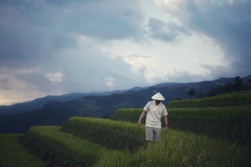 Imagine de stoc gratuită din acoperit de nori, agricultură, bărbat asiatic