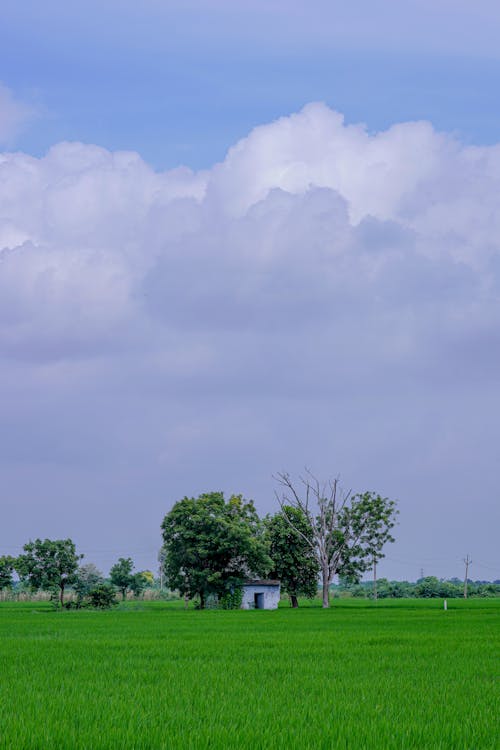 Kostnadsfri bild av blå himmel, bondgård, fält