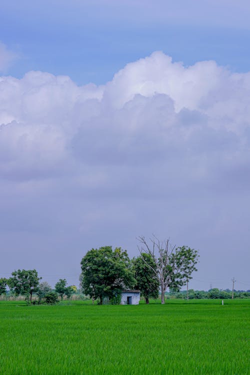 Základová fotografie zdarma na téma bílé mraky, farma, hřiště