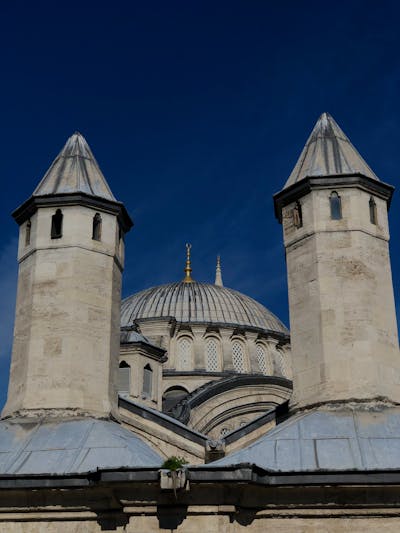 A cat looking curiously at the camera