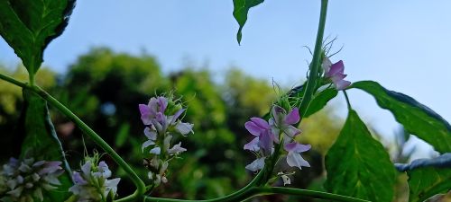 Free stock photo of day view, daylight, flower Stock Photo