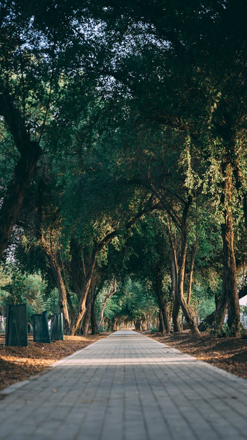 A Concrete Road Between Green Trees