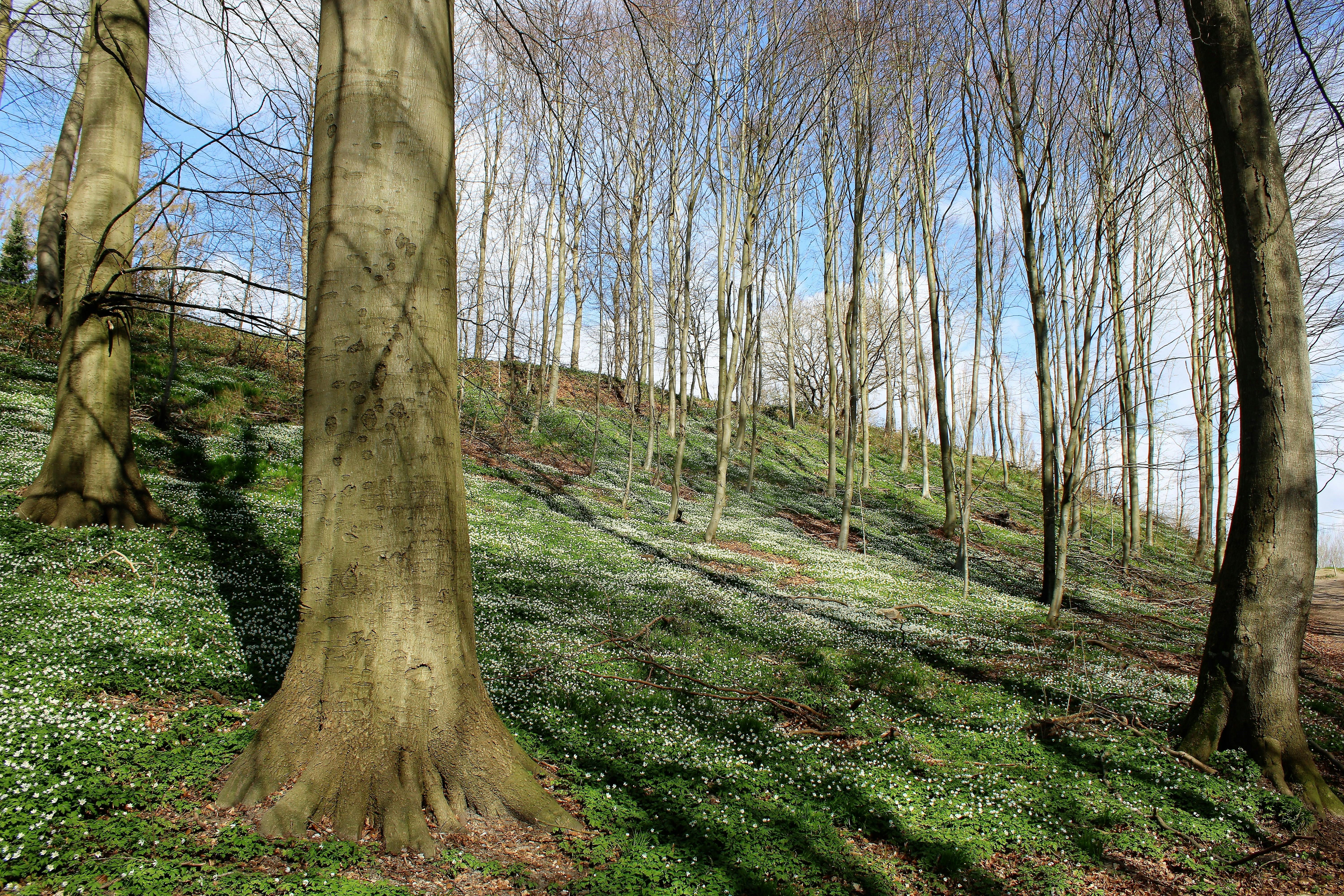 What are 5 characteristics of wood?