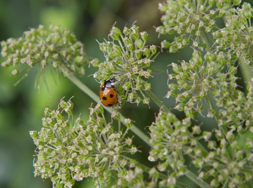 Free A vivid ladybug resting on a lush green plant outdoors. Nature and wildlife photography. Stock Photo