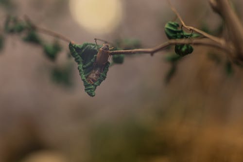 Two Brown Beetles on Leaves