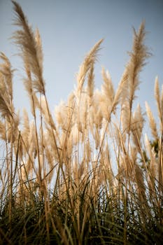 晴朗的日子里，精致的潘帕斯草在蓝天下摇曳，清澈的天空映衬出自然之美