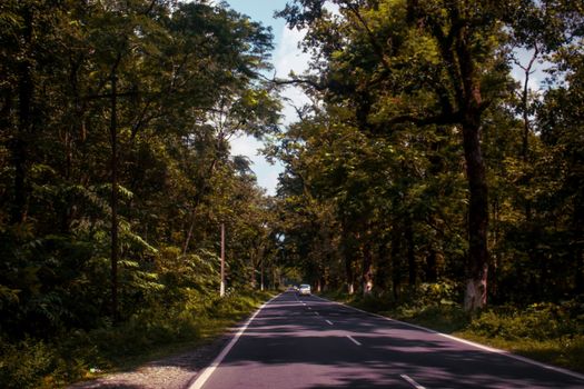 A tranquil road cuts through a lush forest, perfect for a scenic drive.