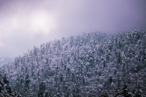 Photos gratuites de arbres, blizzard, forêt