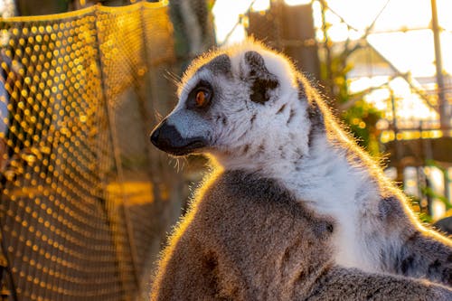 A Lemur Near Chain Link Fence