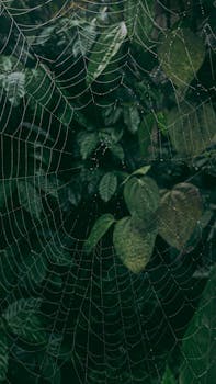 A delicate spider web with dewdrops against lush green foliage, captured in Madikeri, India.
