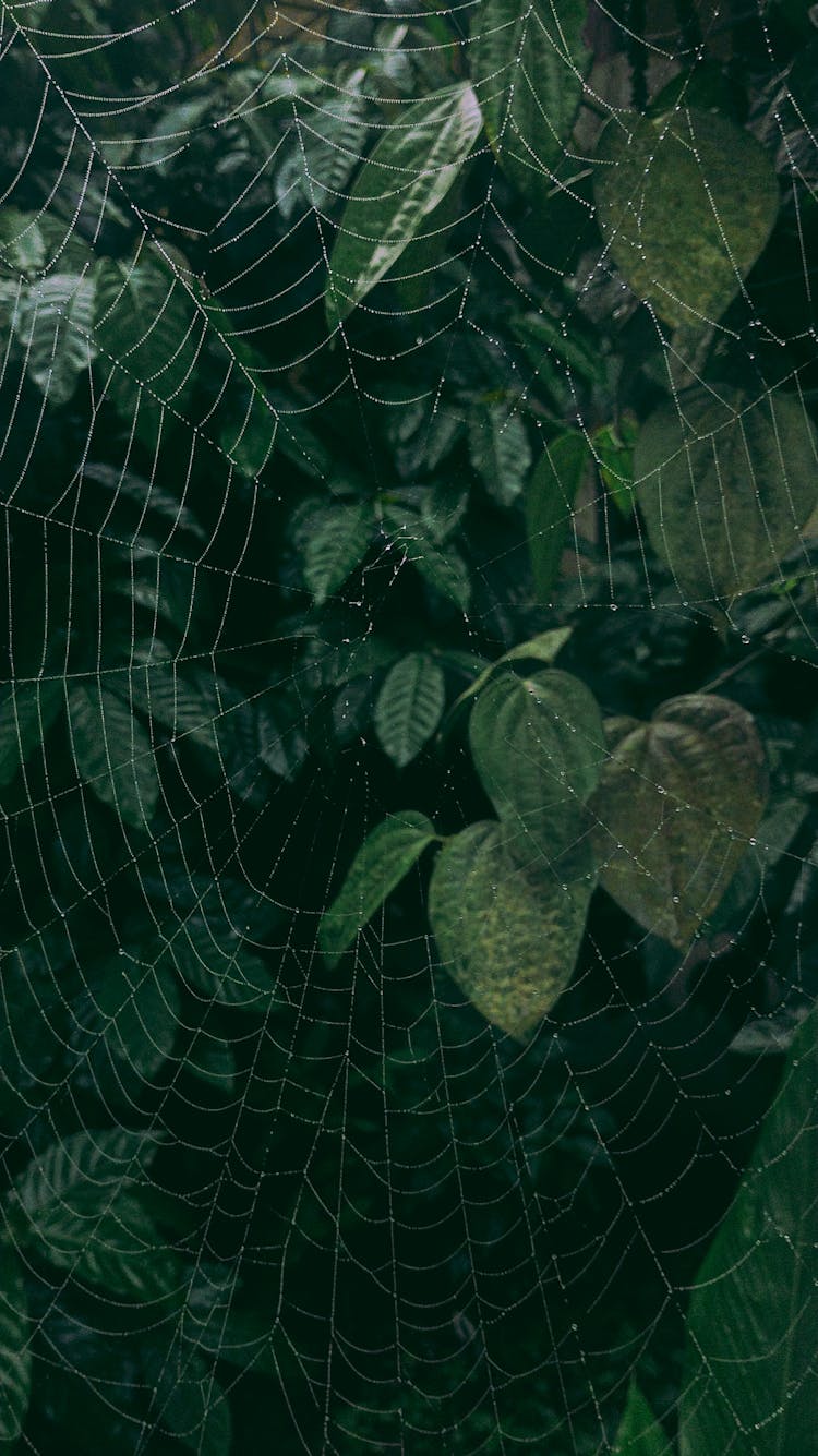 A Spider Web With Water Droplets