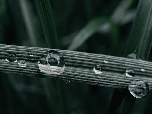 Photos gratuites de fermer, gouttes d'eau, gouttes de pluie