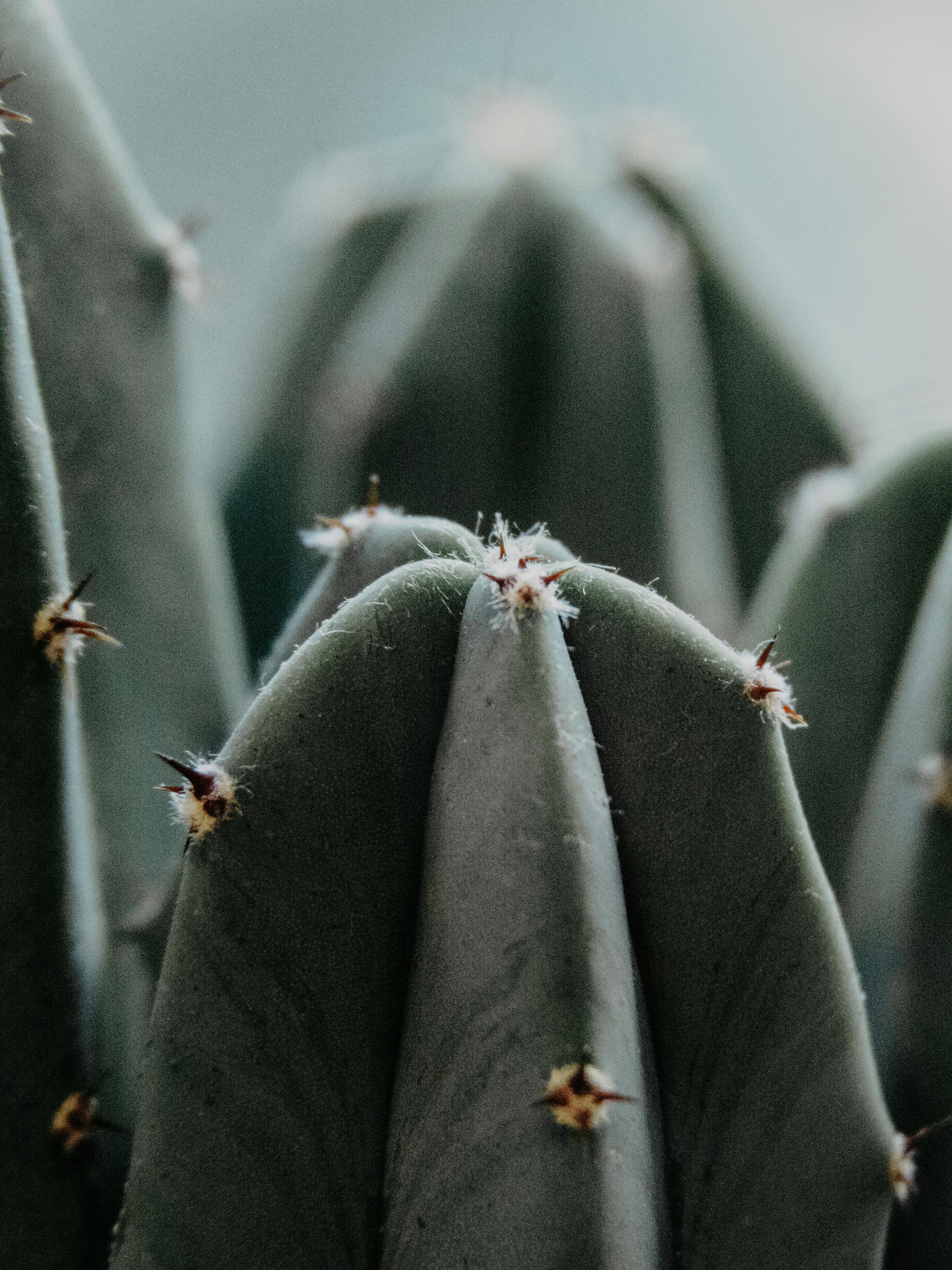 Detailed close-up of a cactus highlighting its spiky, prickly features, showcasing nature's exotic flora.