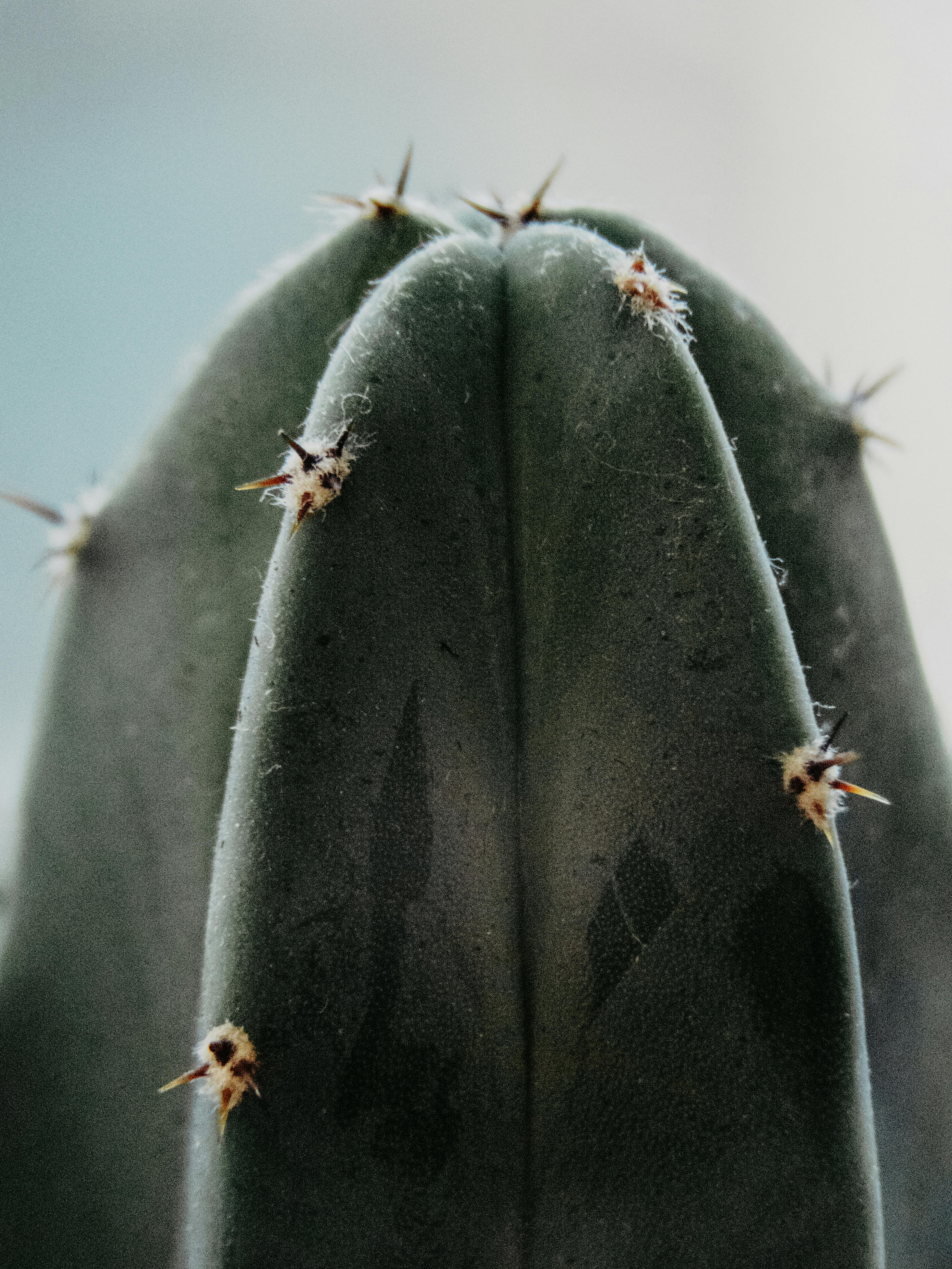 Detailed view of a green spiky cactus succulent with a textured surface.