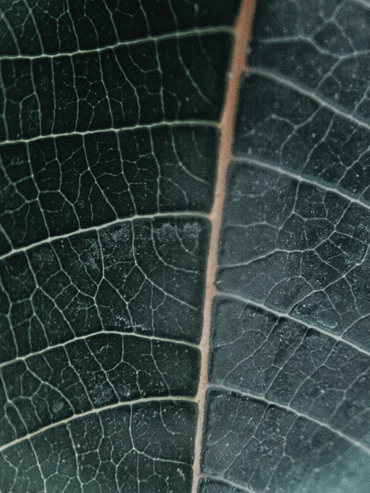 Close-up Of A Leaf