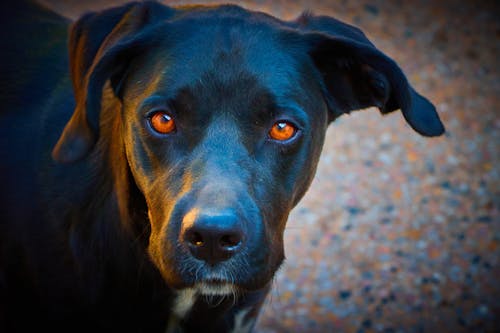 Close Up Photo of a Black Dog