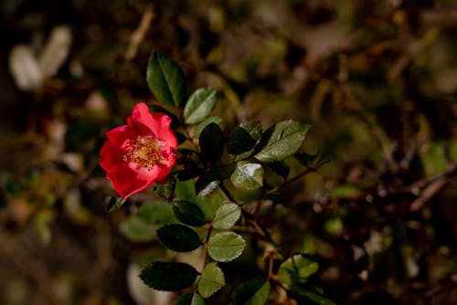 A Close-Up Shot of a Red Rosa Canina