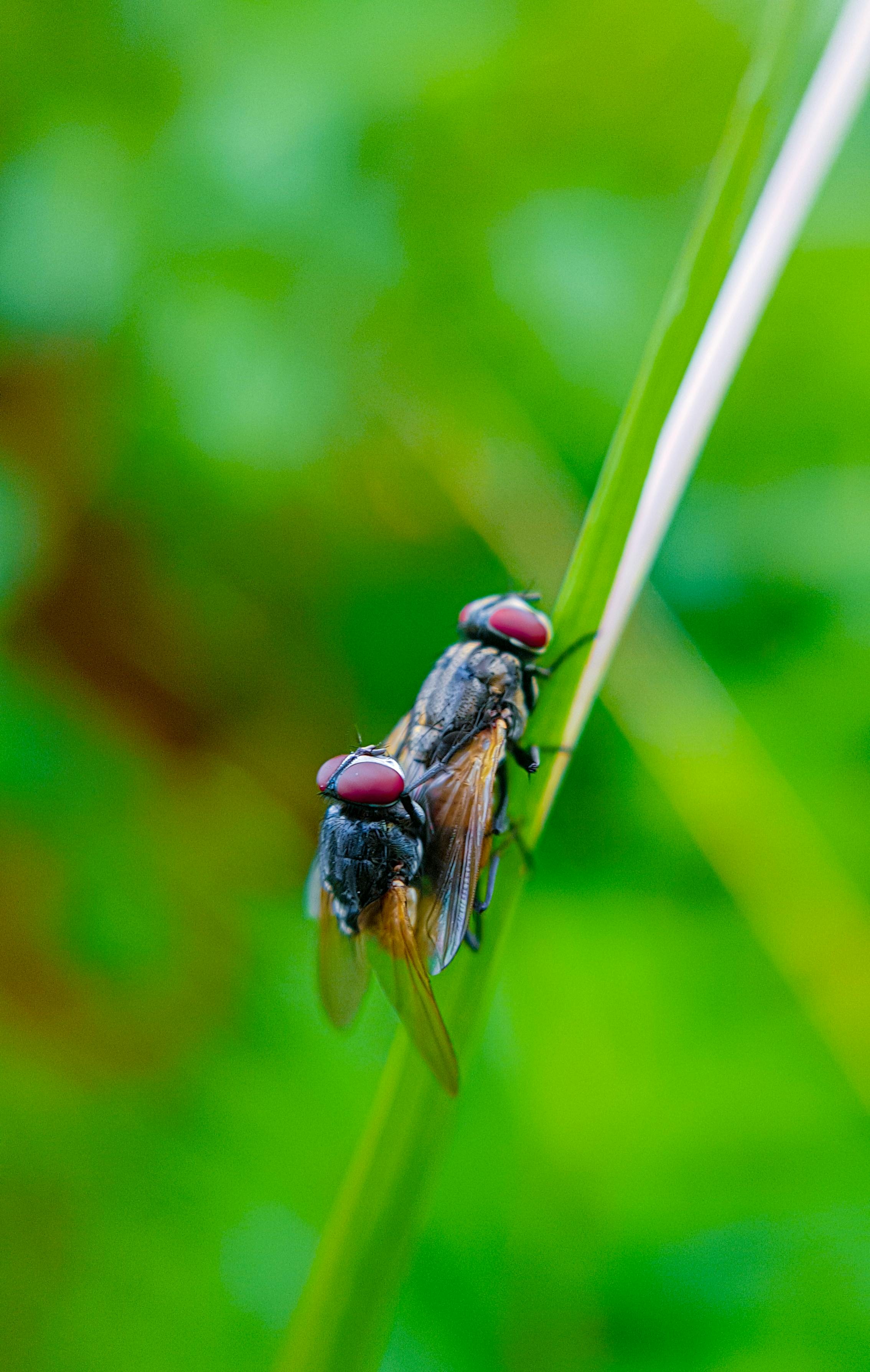 close up shot of flies