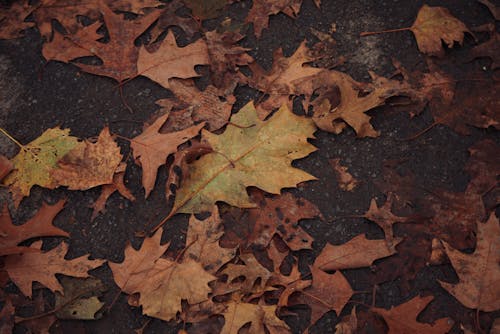 Бесплатное стоковое фото с листва, молотый, натюрморт