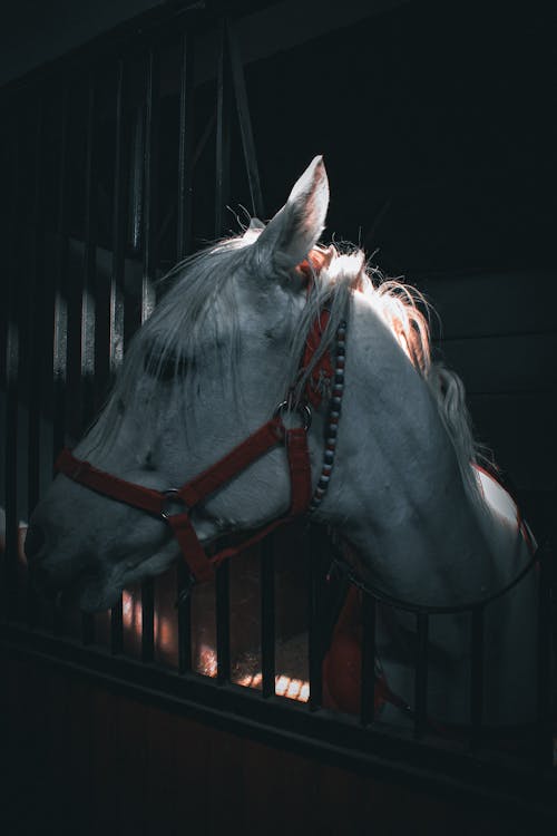 Foto profissional grátis de animal, cavalo, cela