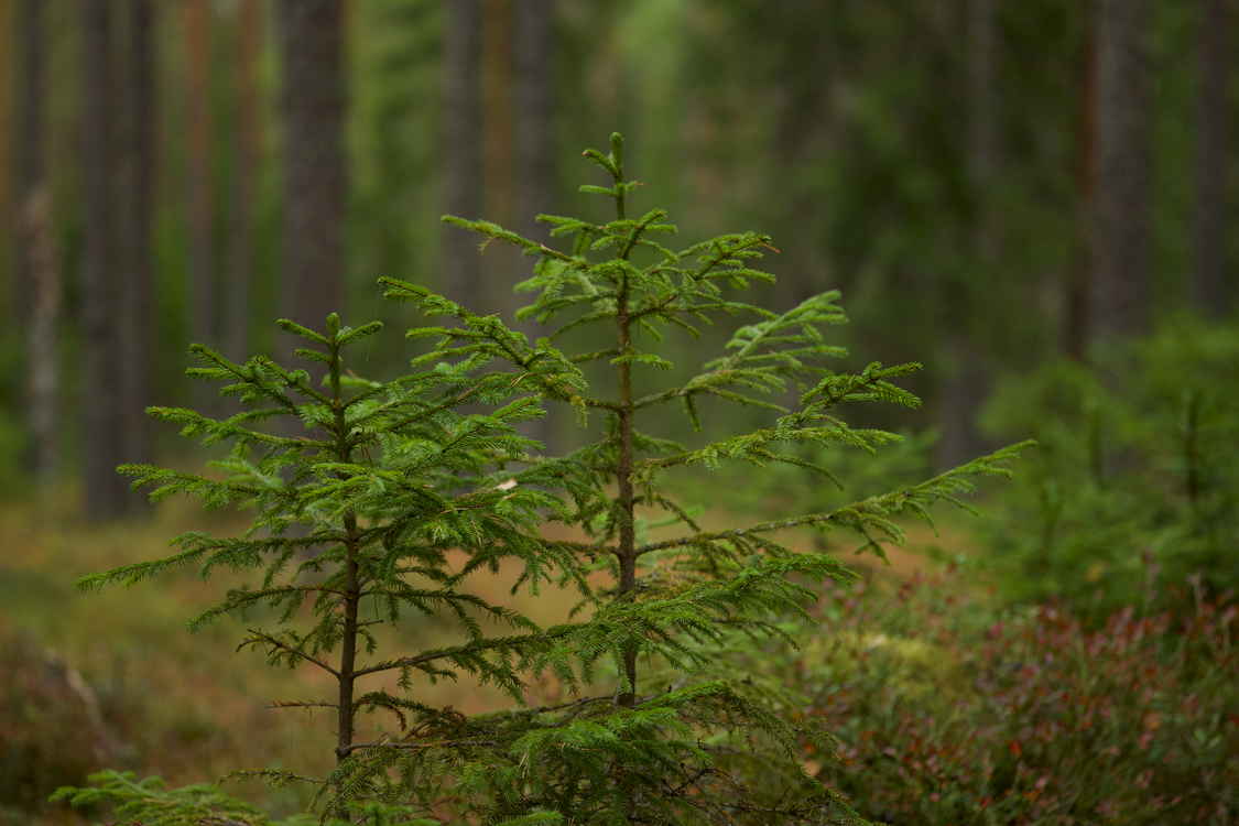 Samll Tree Image Small trees ยท Free Stock Photo