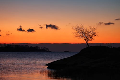 Silhouette of a Tree on Hill During Sunset