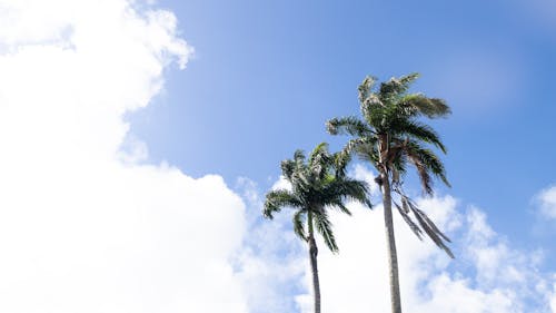 Photos gratuites de ciel bleu, cocotiers, contre-plongée