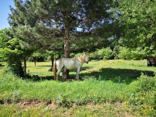 White Horse on Green Grass Field