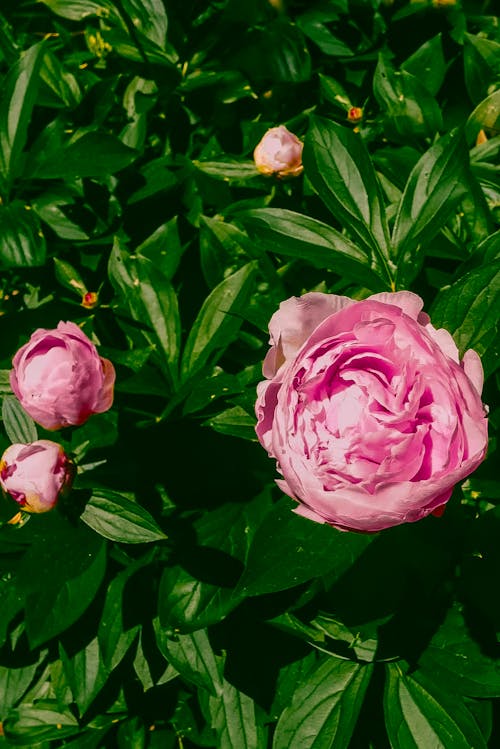 คลังภาพถ่ายฟรี ของ กำลังบาน, ดอกไม้สีชมพู, พืช
