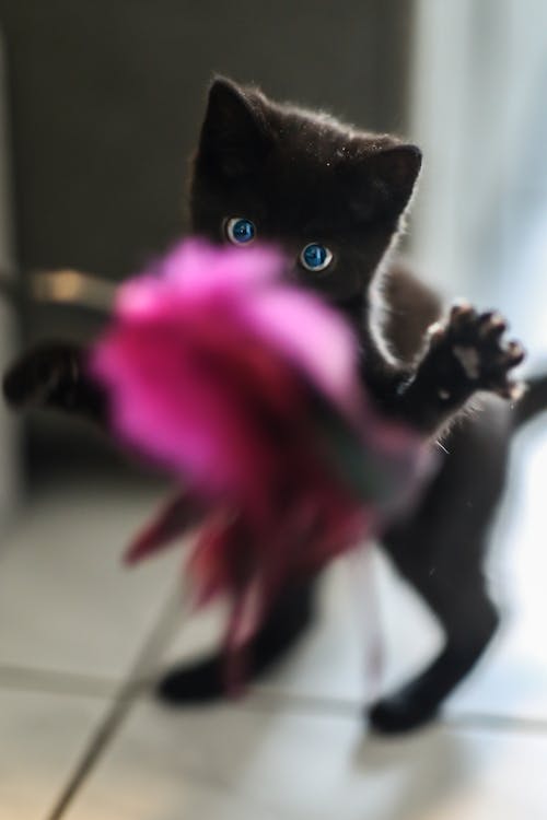 Kostenlos Schwarzes Kätzchen Stehend Stock-Foto