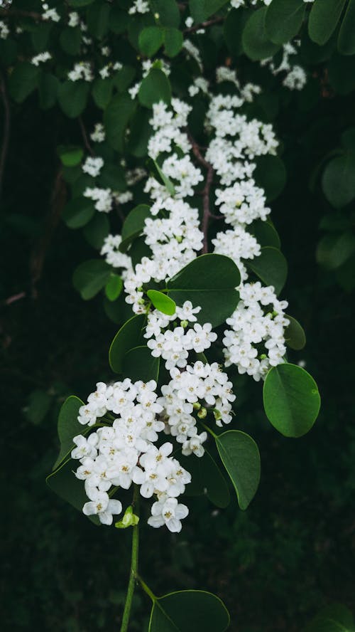 Бесплатное стоковое фото с белые цветы, вертикальный выстрел, зеленые листья