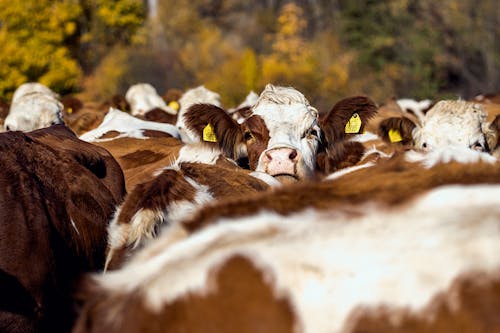 Gratis stockfoto met boerderijdieren, dierenfotografie, koeien