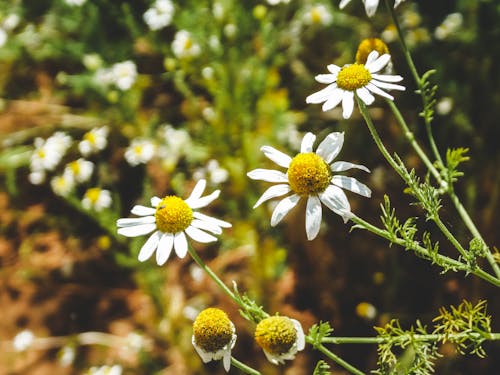 Δωρεάν στοκ φωτογραφιών με florecer, flores blancas, manzanilla