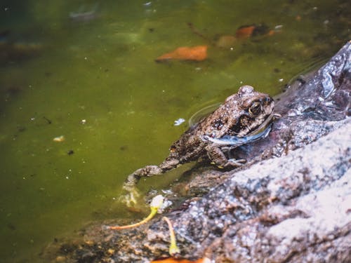 Frog in Water nu Shore