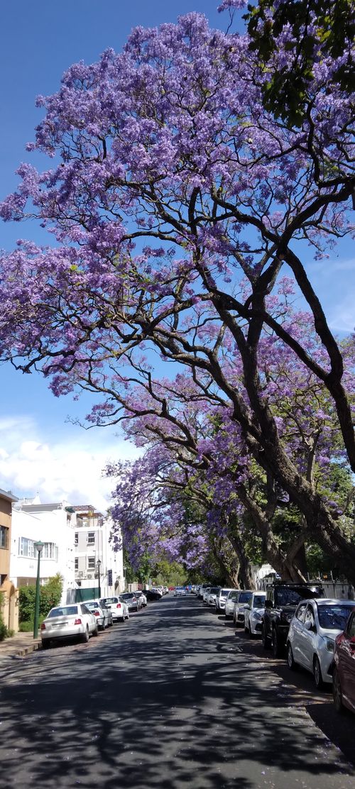 Free Jakaranda bloom Stock Photo