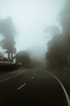 Misty road in a dense forest with tall trees and eerie atmosphere, perfect for serene travel imagery.