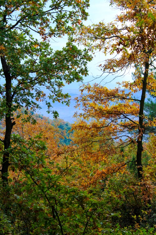 Fotos de stock gratuitas de bosque, caer, cielo azul