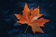 Vibrant orange maple leaf on a dark textile backdrop, symbolizing fall.