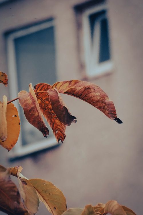 Free A vivid close-up of autumn leaves in front of a blurred building window, signaling fall. Stock Photo