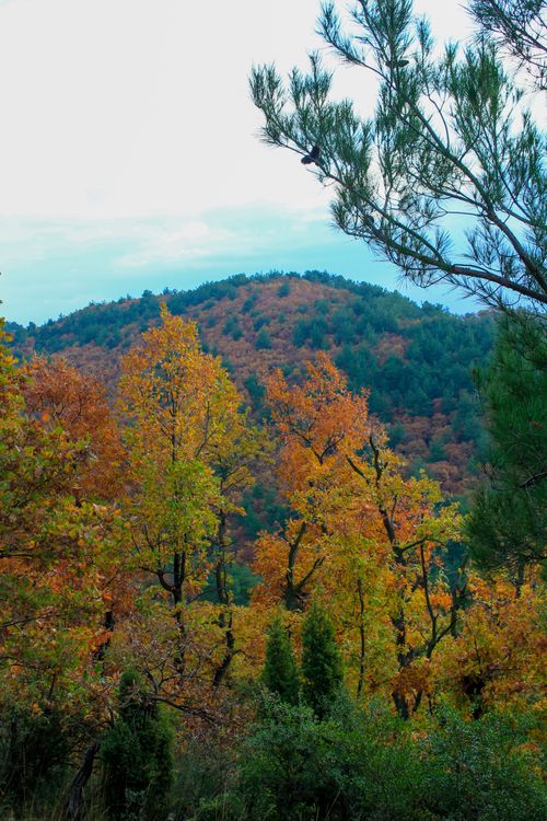 Free Colorful autumn foliage in a tranquil forest with serene mountain backdrop, ideal for nature enthusiasts. Stock Photo