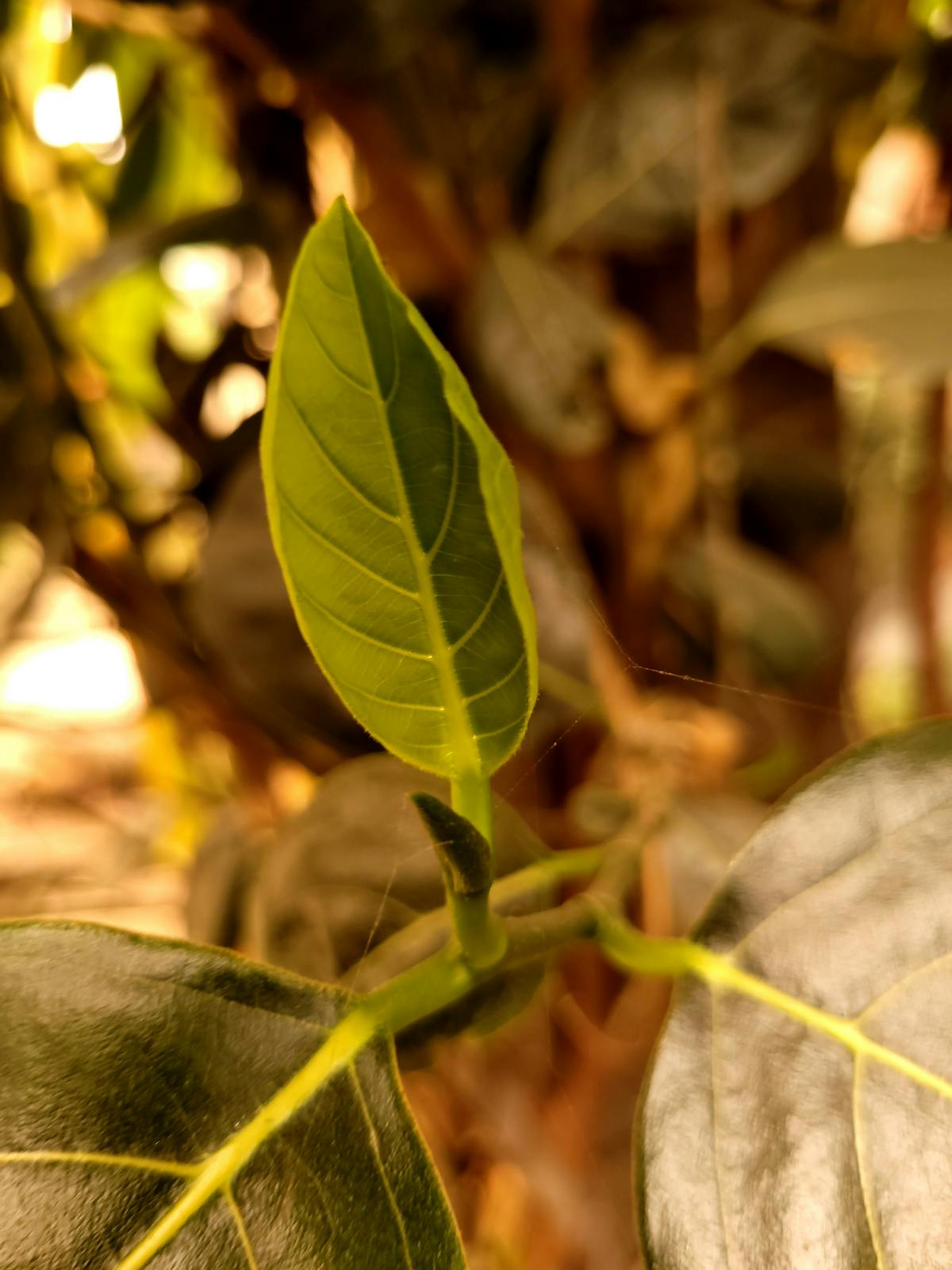 Cargo Insurance Explained: Coverage, Benefits, and Use Cases