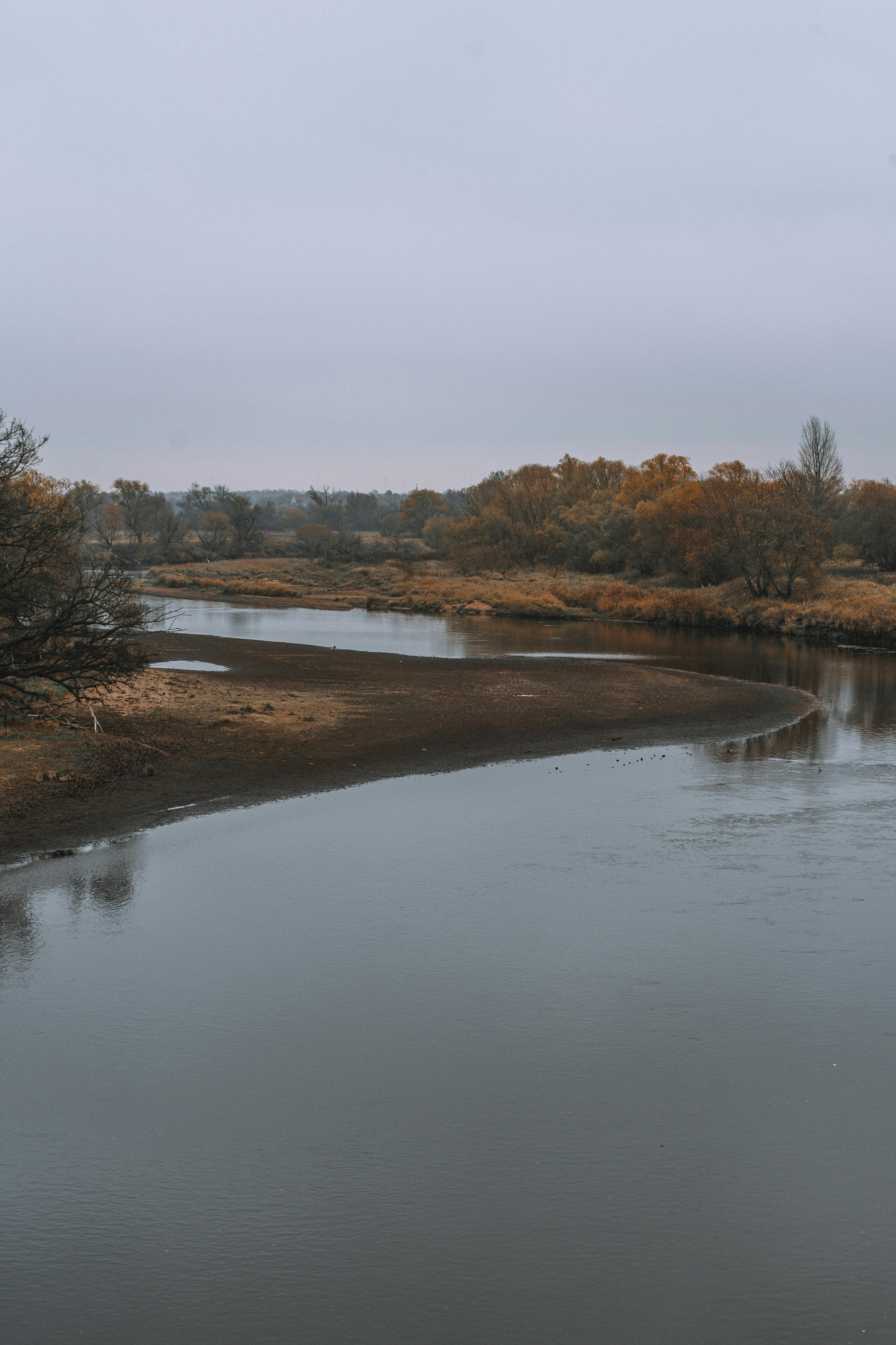 brown trees beside river