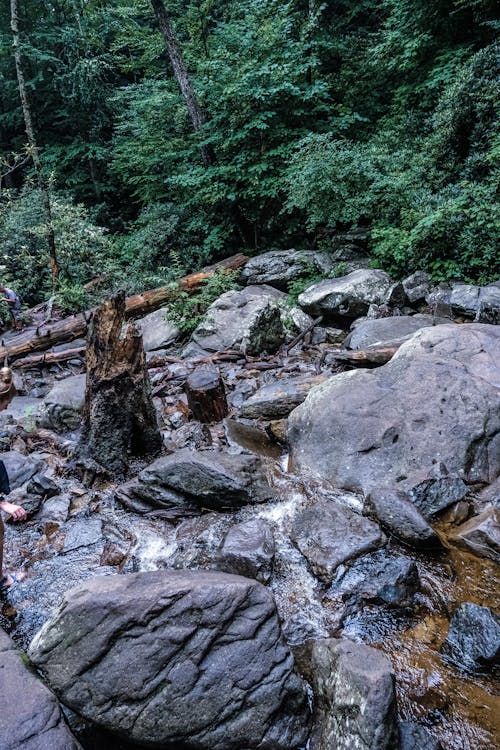 A Rocky River Near the Green Trees on Forest